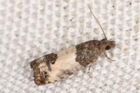 Spilonota ocellana