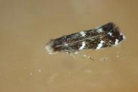 Infurcitinea argentimaculella