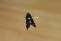 Infurcitinea argentimaculella