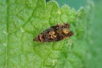 Endothenia ustulana