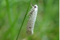 Yponomeuta evonymella