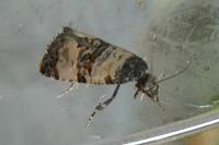 Cochylichroa atricapitana