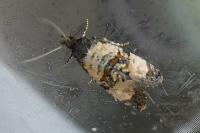 Cochylichroa atricapitana