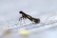 Euspilapteryx auroguttella