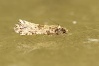 Morophaga choragella