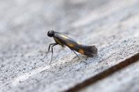 Euspilapteryx auroguttella