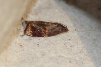 Ditula angustiorana