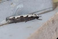 Ethmia bipunctella