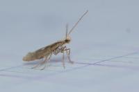 Plutella xylostella