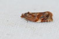 Ditula angustiorana