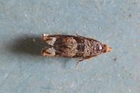 Ancylis achatana
