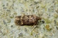 Bryotropha dryadella