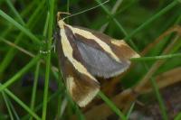 Harpella forficella
