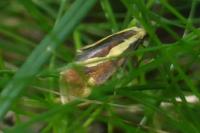 Harpella forficella