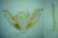 Stenoptilia stigmatodactyla