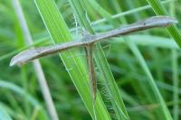 Stenoptilia stigmatodactyla