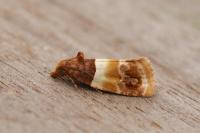 Epinotia festivana