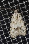 Symmoca signatella