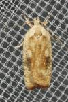 Agonopterix nervosa