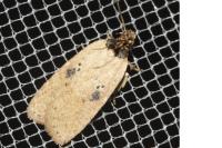Agonopterix subpropinquella