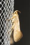 Crassa unitella
