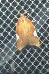 Acleris holmiana