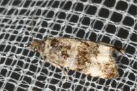 Endothenia