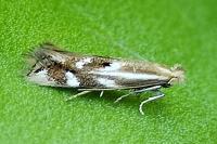 Bucculatrix maritima