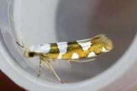 Argyresthia brockeella
