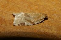 Paramesia gnomana