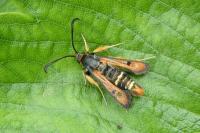 Pyropteron chrysidiforme