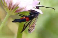 Synanthedon stomoxiformis