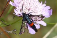 Synanthedon stomoxiformis