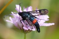 Synanthedon stomoxiformis