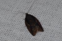 Acleris umbrana