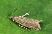 Bactra lancealana