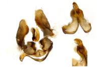 Bactra lancealana
