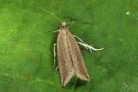 Bactra lancealana