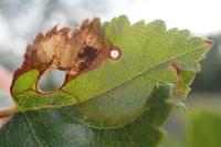 Phylloporia bistrigella