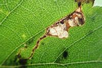 Eriocrania sparrmannella