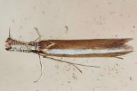 Pleurota aristella
