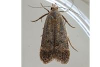 Bryotropha terrella