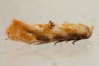 Bucculatrix bechsteinella