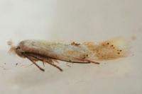 Bucculatrix