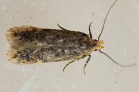 Bryotropha