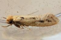 Anomalotinea liguriella