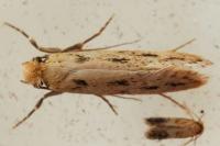 Anomalotinea liguriella