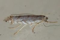 Phyllonorycter