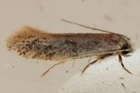 Infurcitinea