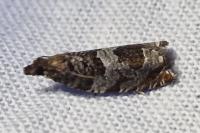 Ancylis achatana